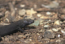 Lilford's wall Lizard (Podarcis lilfordi) melanistic black form only found on the Isla del Aire, Menorca, Spain