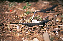 Lilford's wall Lizard (Podarcis lilfordi) melanistic black form only found on the Isla del Aire, Menorca, Spain