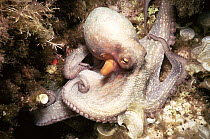 Common octopus {Octopus vulgaris} Mediterranean sea