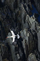 White stork {Ciconia ciconia} in flight over cliffs, Costa Vicentina, Alentejo, Portugal