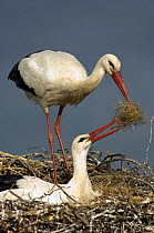White stork {Ciconia ciconia} pair nest building, Costa Vicentina, Alentejo, Portugal