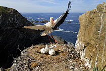 White stork {Ciconia ciconia} adult landing at nest with chicks on cliff, Costa Vicentina, Alentejo, Portugal