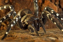Wolf Spider {Lycosa ingens} Desertas Islands, Madeira