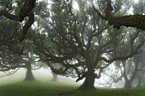 Mist around evergreen hardwood trees in laurel forest (Laurisilva) of Madeira Island