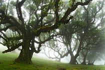 Mist around evergreen hardwood trees in laurel forest (Laurisilva) of Madeira Island