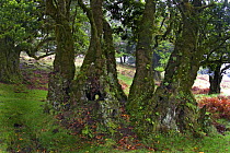 Ancient evergreen hardwood tree in laurel forest (Laurisilva) of Madeira Island
