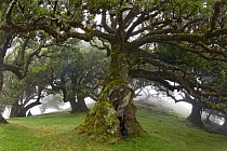 Ancient evergreen hardwood trees in laurel forest (Laurisilva) of Madeira Island