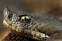 Lataste's viper {Vipera latasti} snake head close-up, Portugal