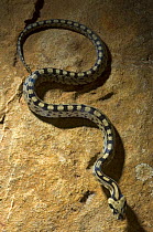 Ladder snake {Elaphe scalaris} juvenile, Portugal
