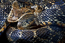 Horseshoe whip snake {Coluber hippocrepis} shedding its skin, Altetego, Portugal
