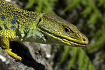 Lizard {Lacerata lepida} Parque Natural Arrabida, Portugal