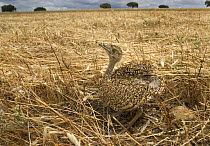 Little bustard {Tetrax tetrax} juvenile camouflaged on grassland, Portugal