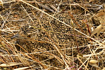 Little bustard {Tetrax tetrax} juvenile camouflaged on grassland, Portugal