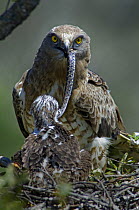 Short toed eagle {Circaetus gallicus} brings snake to chicks in nest, Portugal