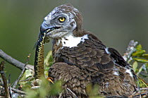 Short toed eagle {Circaetus gallicus} chick feeding on snake in nest, Portugal