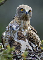 Short toed eagle {Circaetus gallicus} adult with chick in nest, Portugal