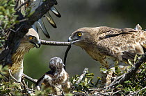 Short toed eagles {Circaetus gallicus} bring snake to chick in nest, Portugal
