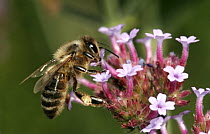 Honey Bee (Apis mellifera) feeding from {Verbena bonarensis} flower, UK
