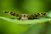 Speckled Wood Butterfly (Pararge aegeria) resting on leaf, London, UK