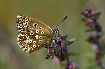 Female Chalkhill Blue Butterfly (Polyommatus coridon)  North Downs, Surrey, UK