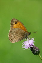 Meadow Brown Butterfly (Maniola jurtina) feeding from thistle flower, London, UK