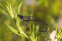 Pelecinid wasp {Pelecinus polyturator} Maine, USA