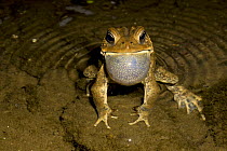 American Toad {Bufo americanus} male calling, his vocal sac vibrations causing ripples in the water,  Pennsylvania, USA