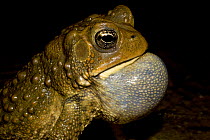 American Toad {Bufo americanus} male calling, vocal sac inflated, Pennsylvania, USA