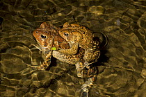American Toad {Bufo americanus} pair in amplexus, Pennsylvania, USA