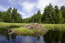 American beaver {Castor canadensis} lodge in Cranberry Lake, Adirondack Park, New York, USA