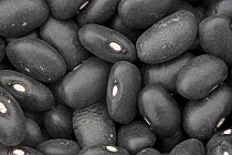 Black beans {Phaseolus vulgaris}