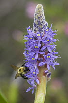 Bumble Bee {Bombus sp} on Pickerel weed {Pontederia cordata} New Jersey, USA
