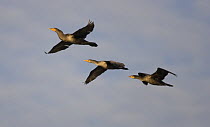 Double-crested Cormorant {Phalacrocorax auritus}three in flight, Stone Harbor, New Jersey, USA