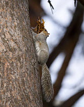 Grey Squirrel {Sciurus carolinensis} carrying leaves up tree trunk to its nest, Pennsylvania, USA