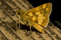 Peck's Skipper butterfly {Polites peckius} Pennsylvania, USA