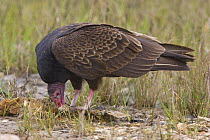 Turkey Vulture {Cathartes aura} eating dead fish,   Anouac National Wildlife Refuge, Texas, USA