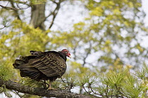 Turkey Vulture {Cathartes aura} perched in pitch pine, Pine Barrens, New Jersey, USA
