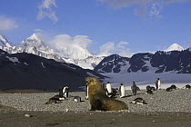 Antarctic fur seal {Arctocephalus gazella} bull with King Penguins {Aptenodytes patagonicus} Saint Andrews Bay, South Georgia