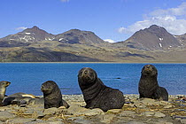 Antarctic Fur Seal {Arctocephalus gazella} 1-2 week pups, Fortuna Bay, South Georgia