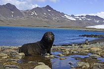 Antarctic Fur Seal {Arctocephalus gazella}  1-2 week pup, Fortuna Bay, South Georgia
