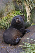 Antarctic Fur Seal {Arctocephalus gazella} 1-2 week pup, Prion Island, South Georgia