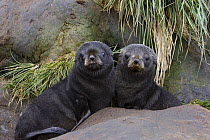 Antarctic Fur Seal {Arctocephalus gazella} 1-2 week pups, Prion Island, South Georgia