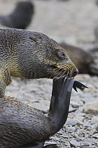 Antarctic Fur Seal {Arctocephalus gazella} Adult female scratching chin with hind flipper, Prion Island, South Georgia
