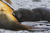 Antarctic Fur Seal {Arctocephalus gazella} 1 week pup suckling, Prion Island, South Georgia