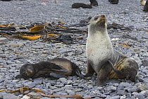 Antarctic Fur Seal {Arctocephalus gazella} female and two week pup, Prion Island, South Georgia