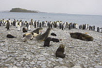 Antarctic Fur Seal {Arctocephalus gazella} Breeding group with King Penguins {Aptenodytes patagonicus} Salisbury Plain, South Georgia