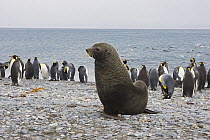 Antarctic Fur Seal {Arctocephalus gazella} large bull with King Penguins {Aptenodytes patagonicus} Salisbury Plain, South Georgia