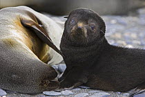 Antarctic Fur Seal {Arctocephalus gazella} 1-2 week pup beside mother, Salisbury Plain, South Georgia