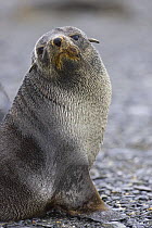 Antarctic Fur Seal {Arctocephalus gazella} adult female, Salisbury Plain, South Georgia