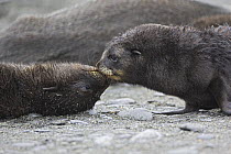 Antarctic Fur Seal {Arctocephalus gazella} 1-2 week pups sniffing each other, Salisbury Plain, South Georgia